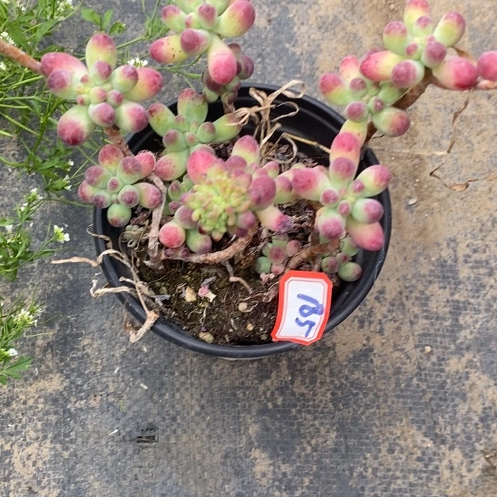 荔***来一物一拍一女星多肉185