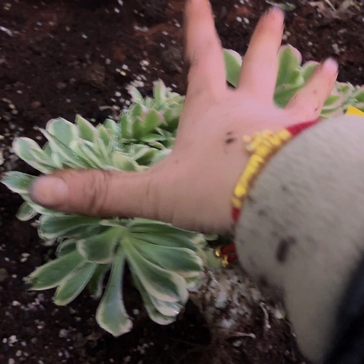 多肉植物福利来444