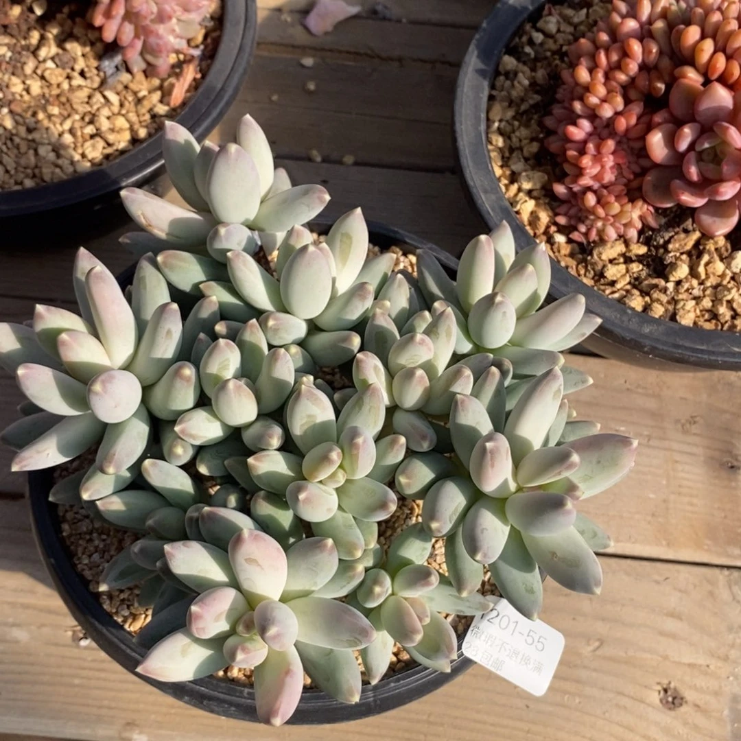 想***念55号多肉植物小宝贝