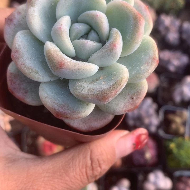 冰玉（满9.99包邮不满9.99发叶子）