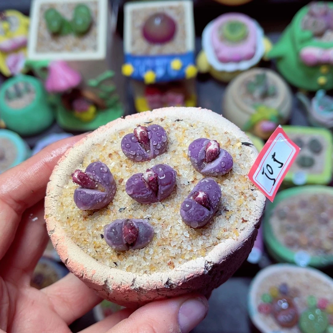 505生石花带盆发