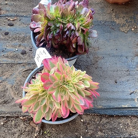 453、444欧紫女巫缀化多肉2颗