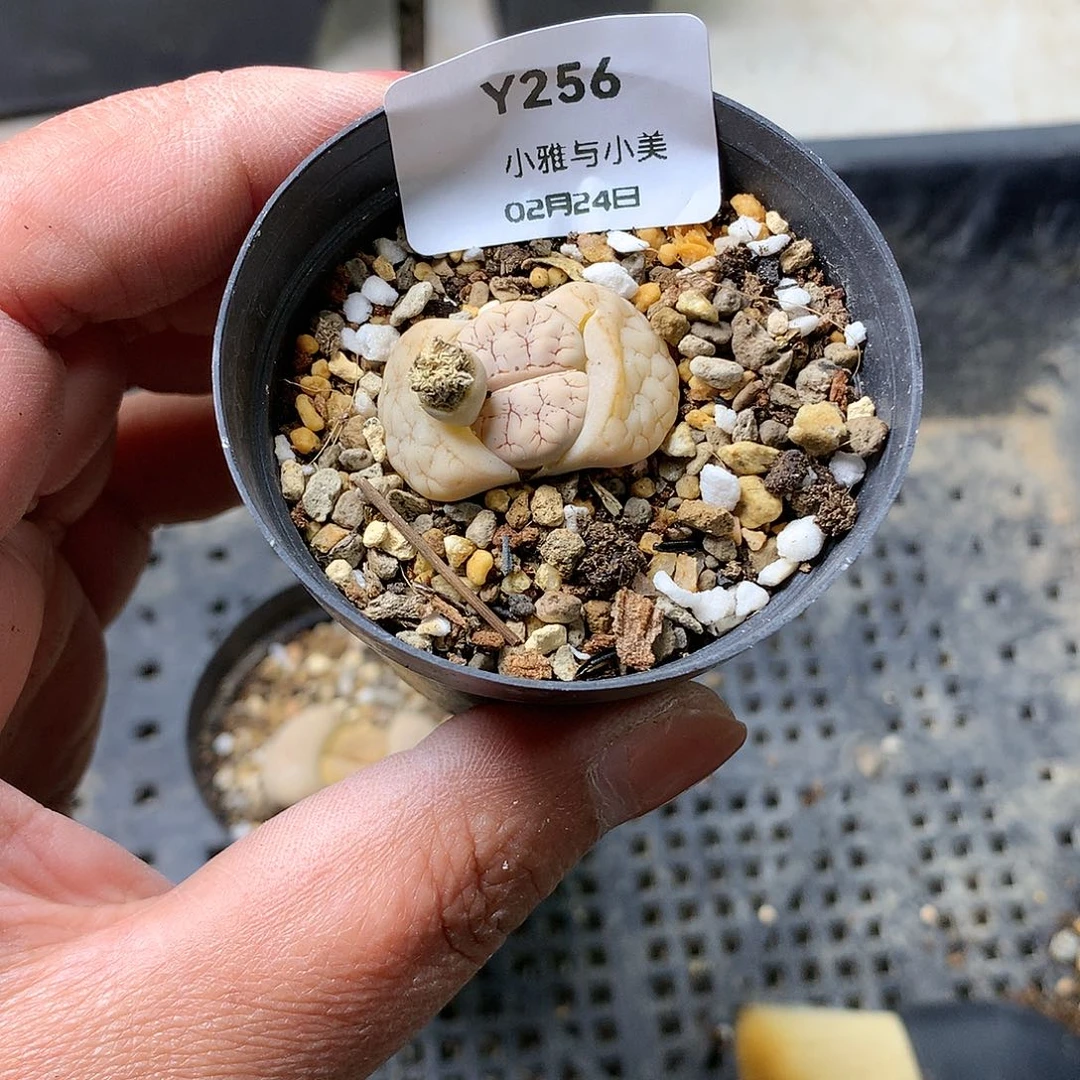 一*Y256多肉植物保护研究所