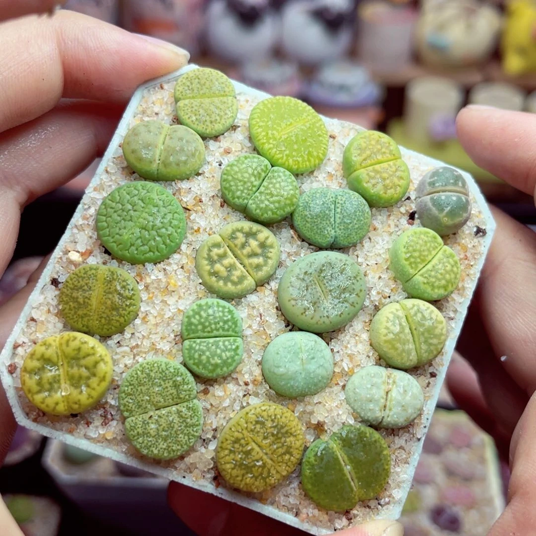 55号带盆包邮发货