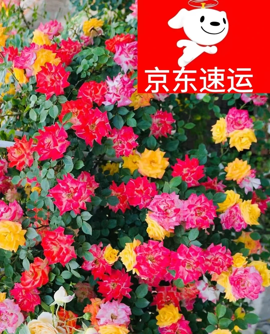 X【京东包邮】藤彩虹多花头变色庭院爬藤月季宝石