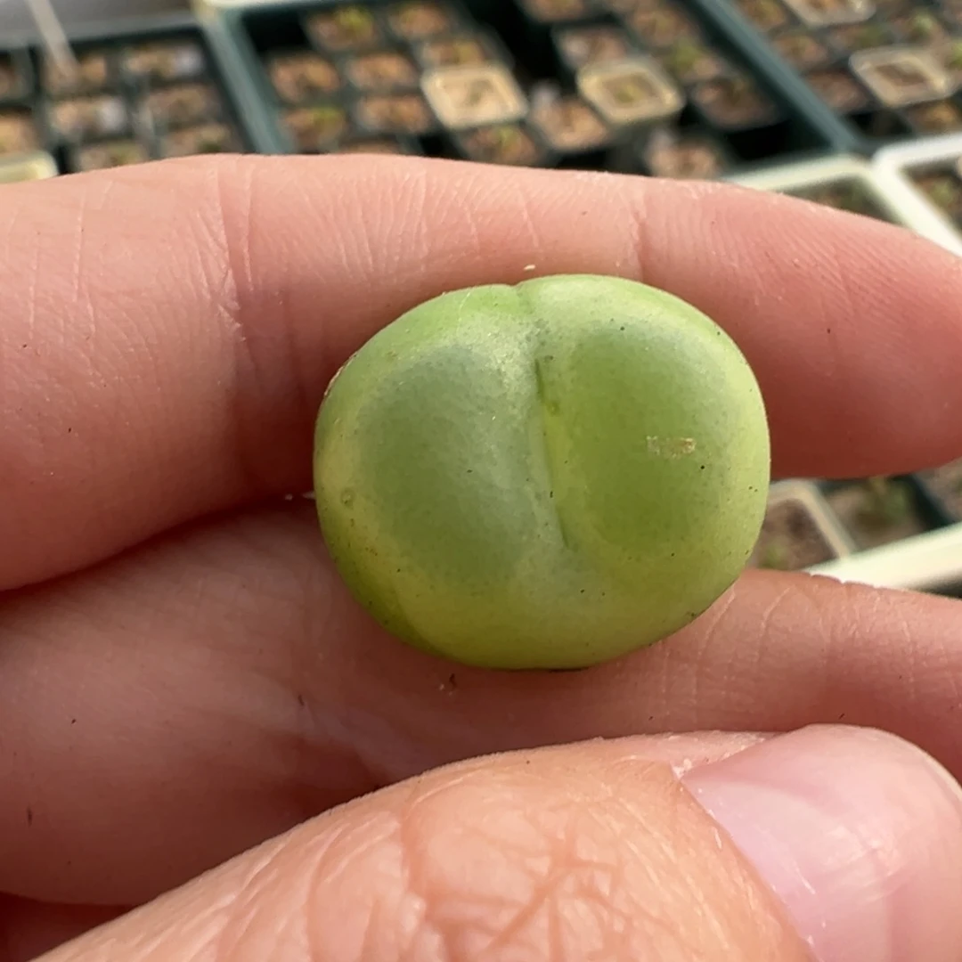 330/。      捡漏场。