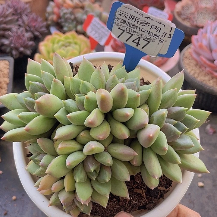 7747红象牙。