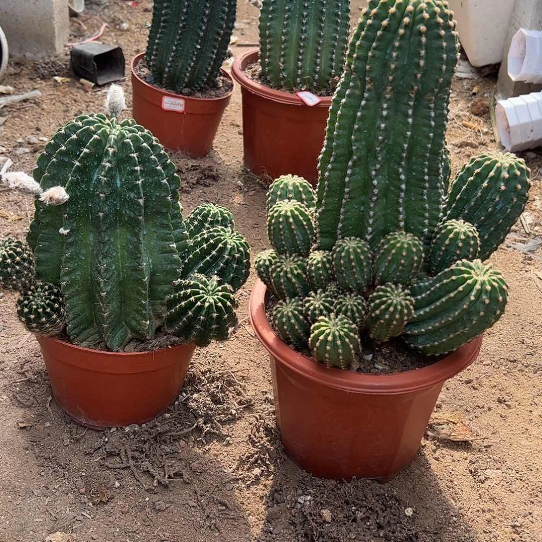 无花朵小****实生黑金刚2颗4578889