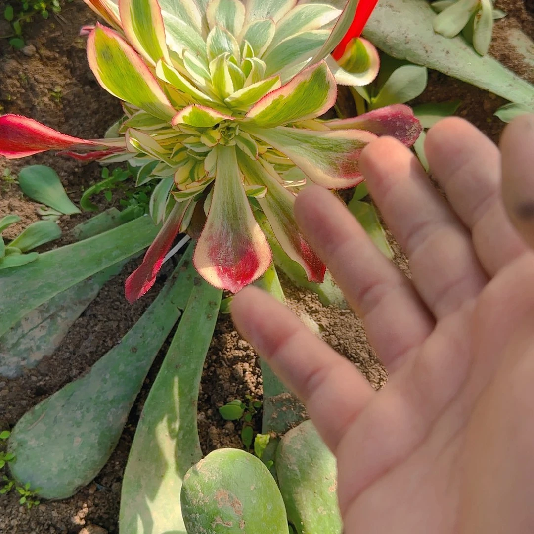 健**贝808魅影哦哦哦