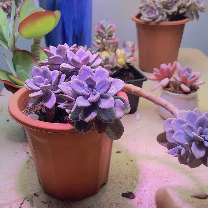 造型多肉植物好看