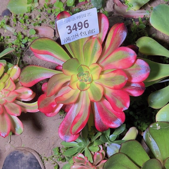 美***红3496嫁接巫毒七彩多肉植物