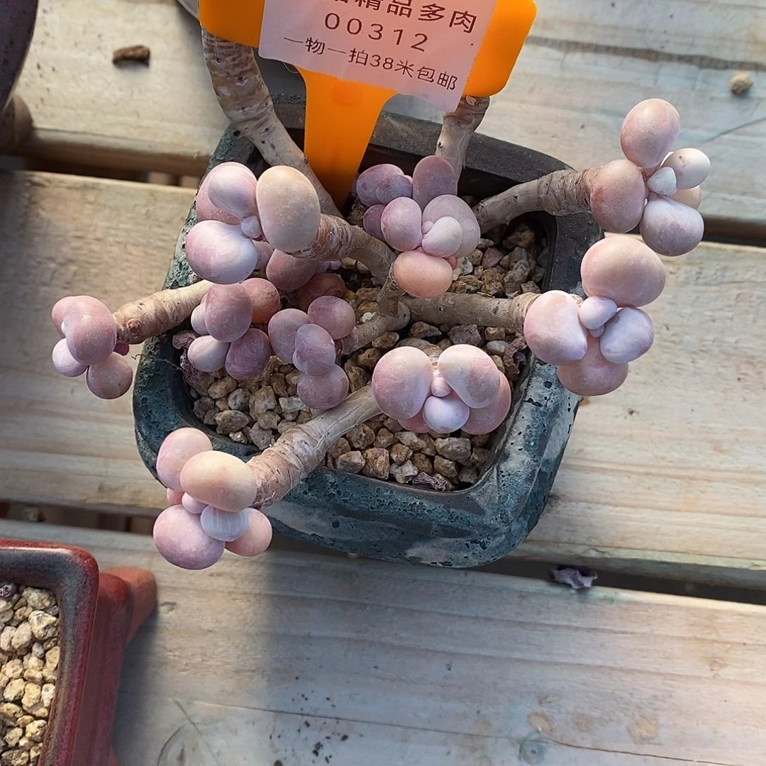 312普通我哦我蜗牛