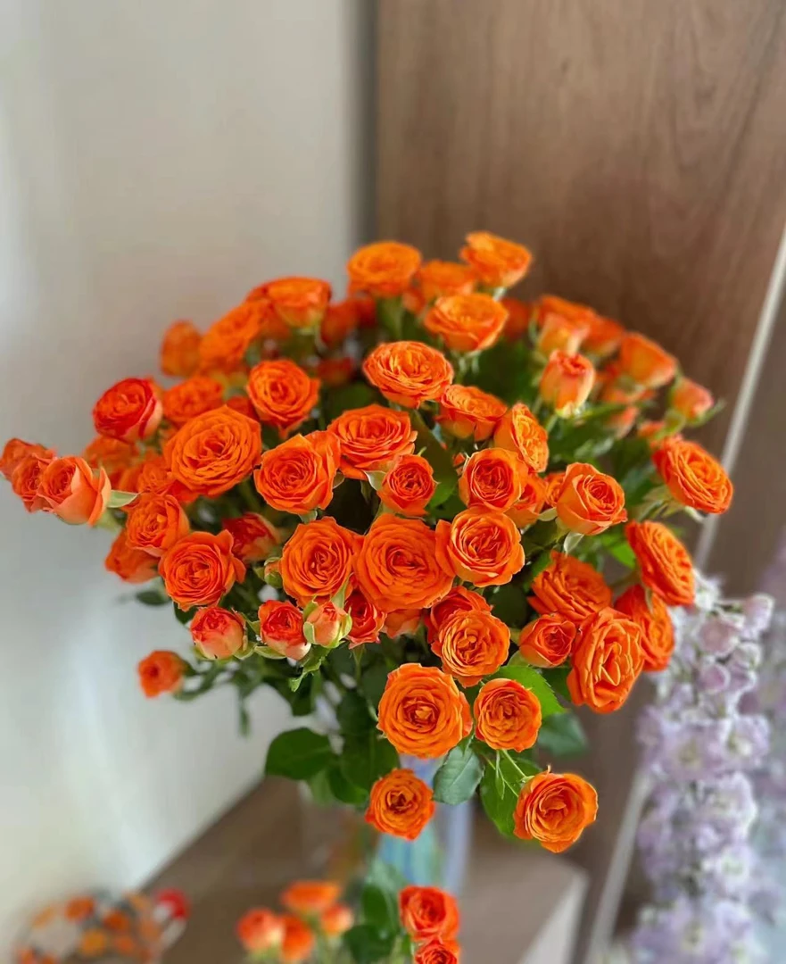 多头橙芭比 云南鲜花基地直供