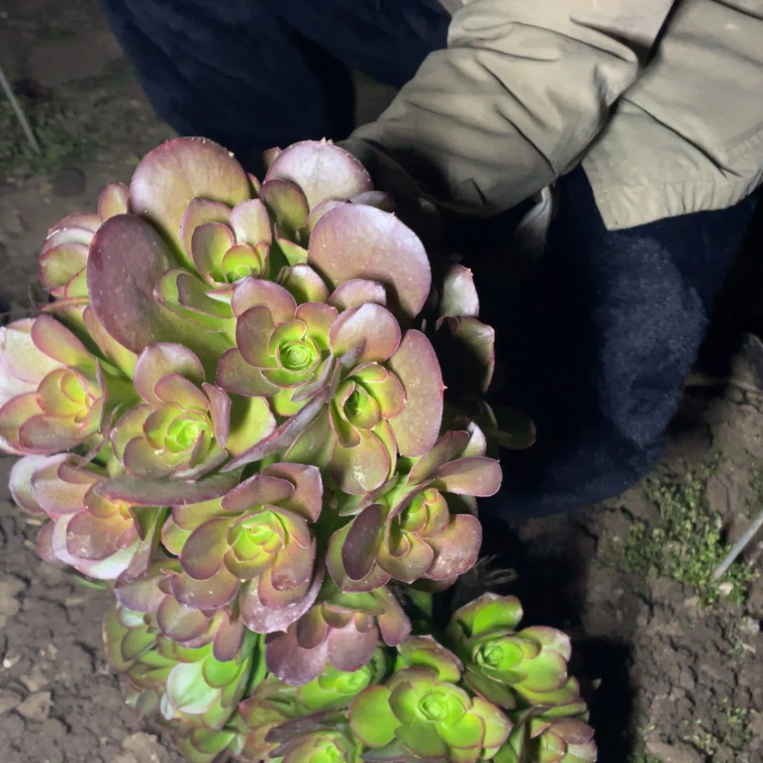 魅金玫瑰绣球小多肉法师断枝不包