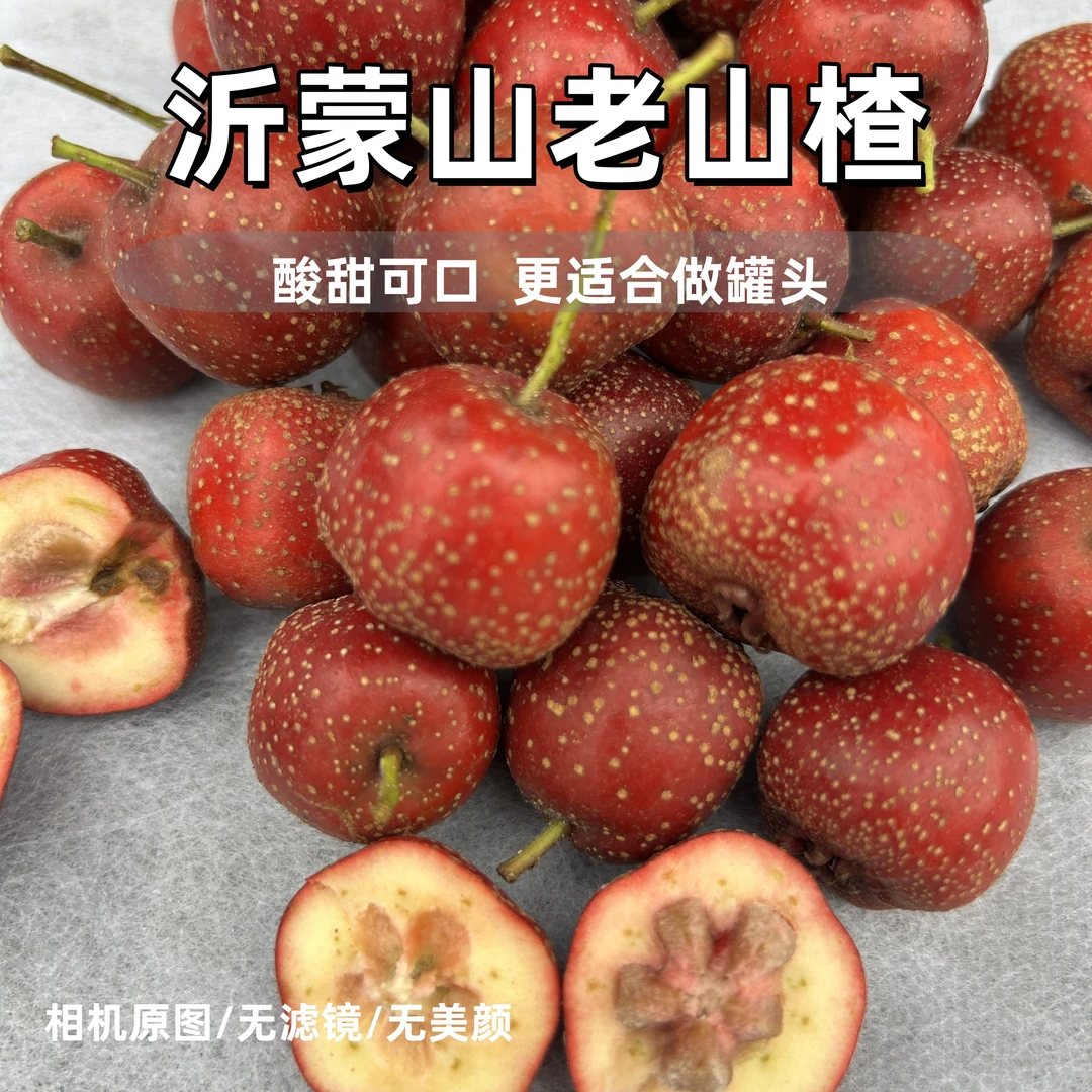 沂蒙山当季新鲜老品种山楂酸甜可口适合做糖葫芦糖雪球罐头