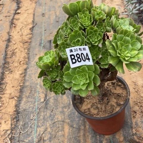 804琉璃翡翠不包断枝