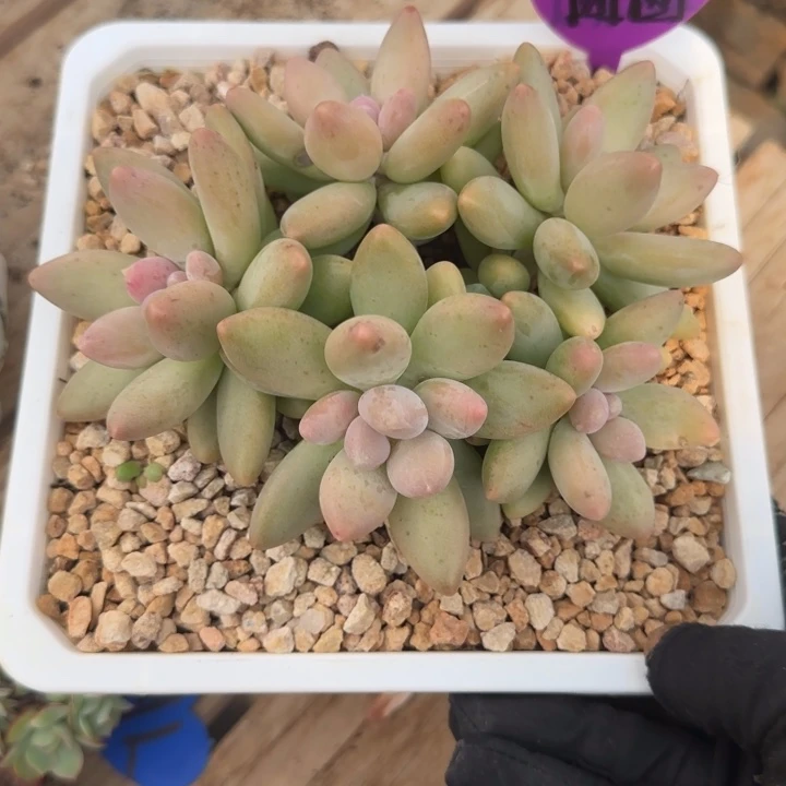 奔***圆白兰地群生多肉植物