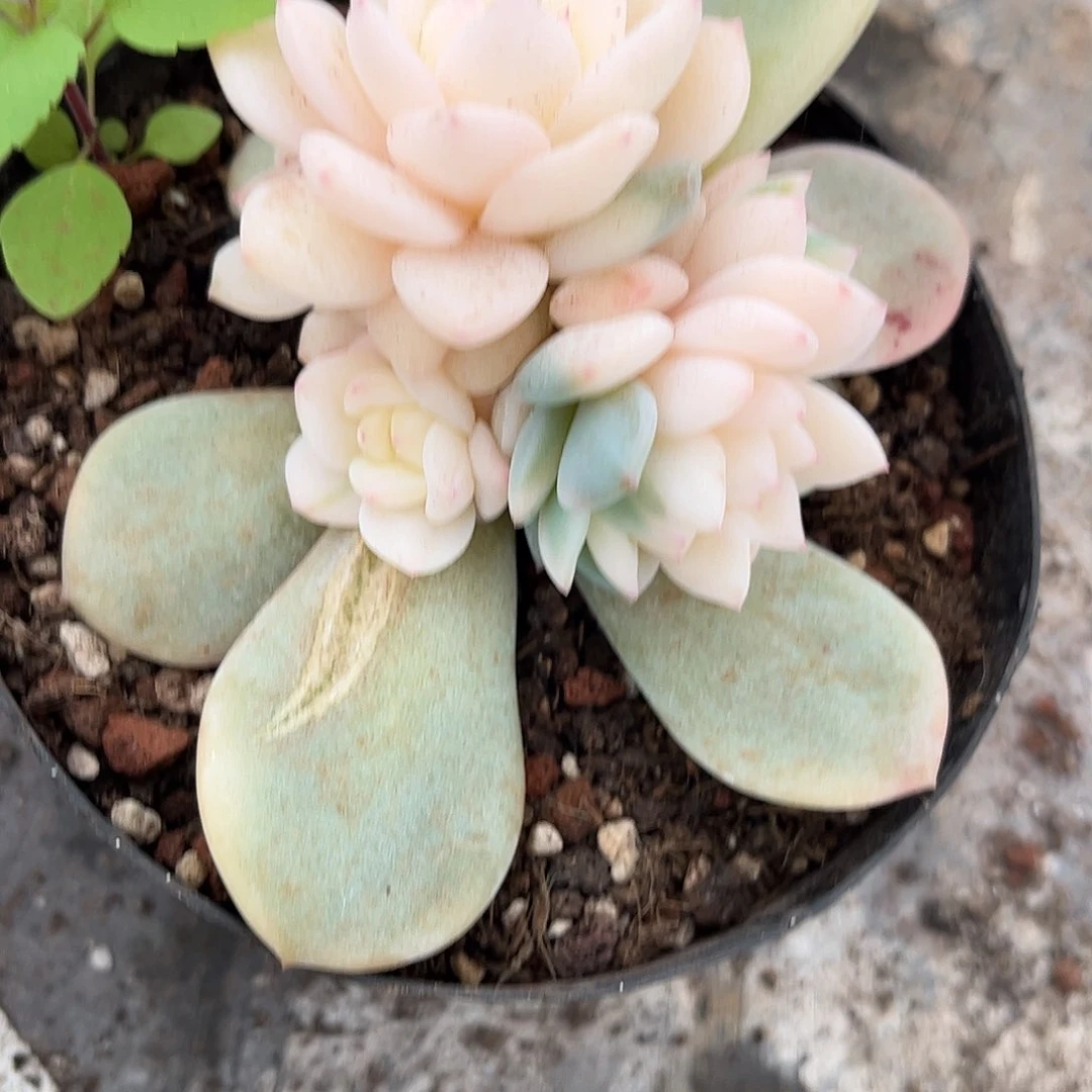 寄养链接的肉肉的肉肉