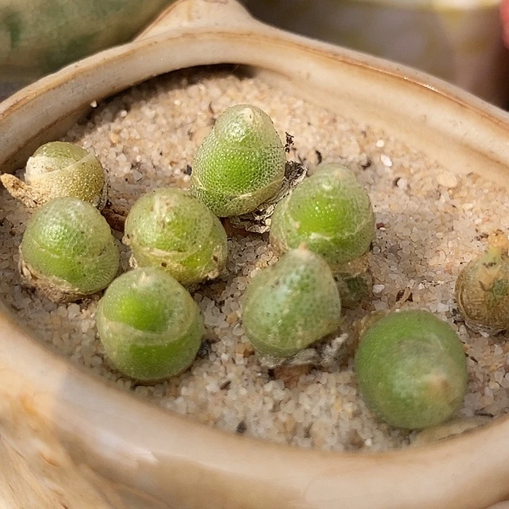 15533亲指姬一颗