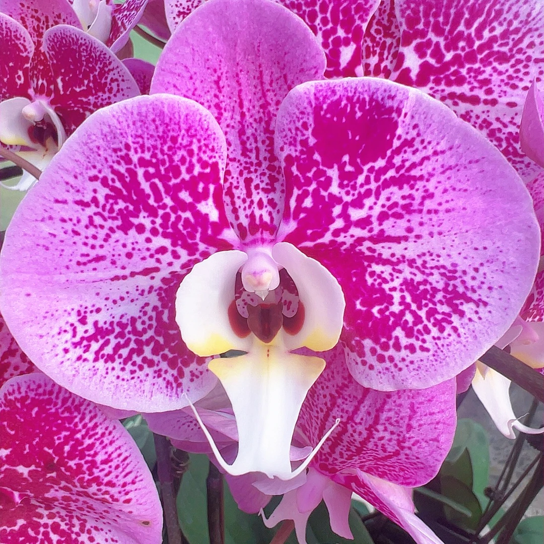 【画眉鸟06】2.8寸紫色花纹独特大花型带花发货（开花多）