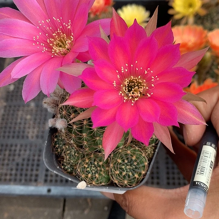 749 自根丽花7厘米盆群