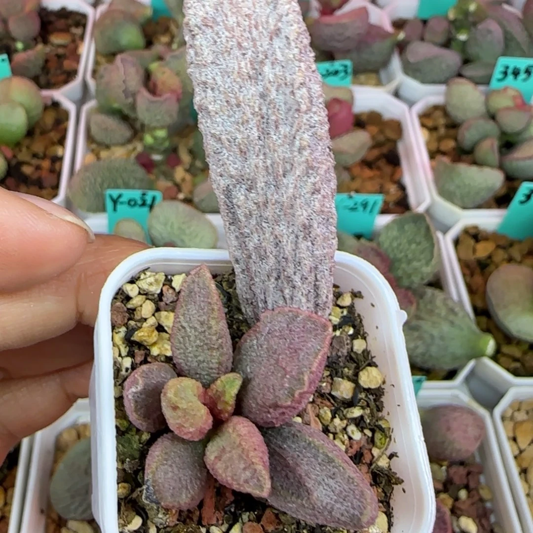 血斑倒刺叶插，四方盆发