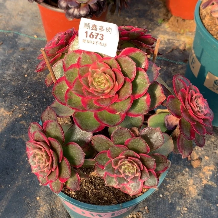 1673粉花妖多肉植物