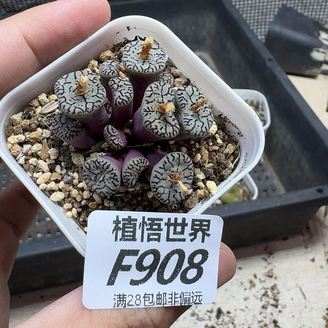 多肉植物的人生ghj