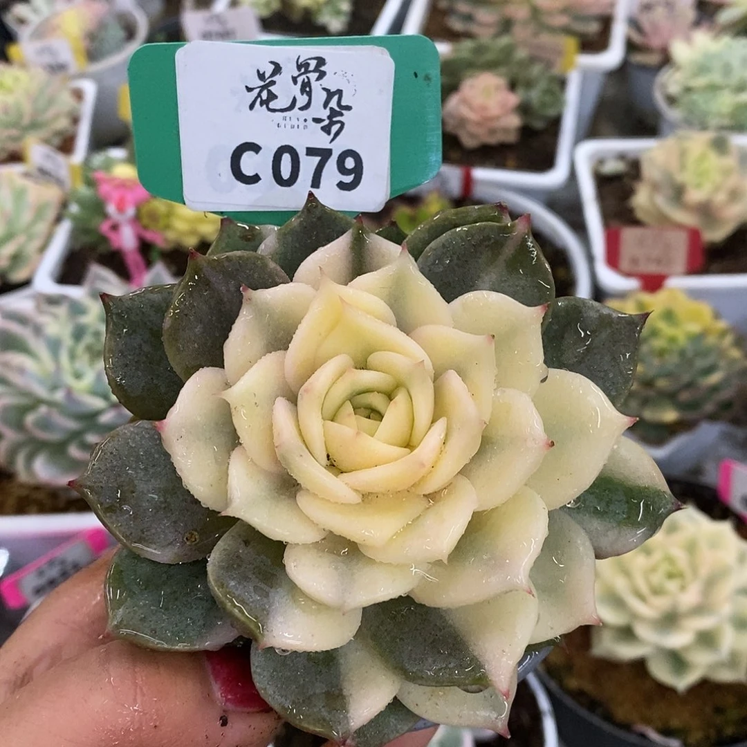 079贝加尔湖哈哈哈哈哈哈