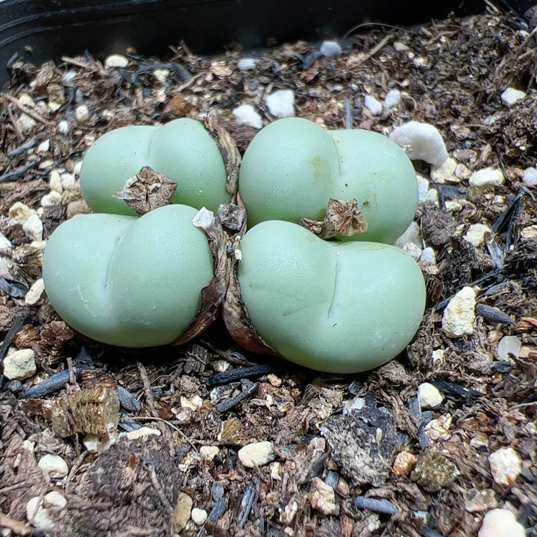 【闪购商品】256 爱心拳拳