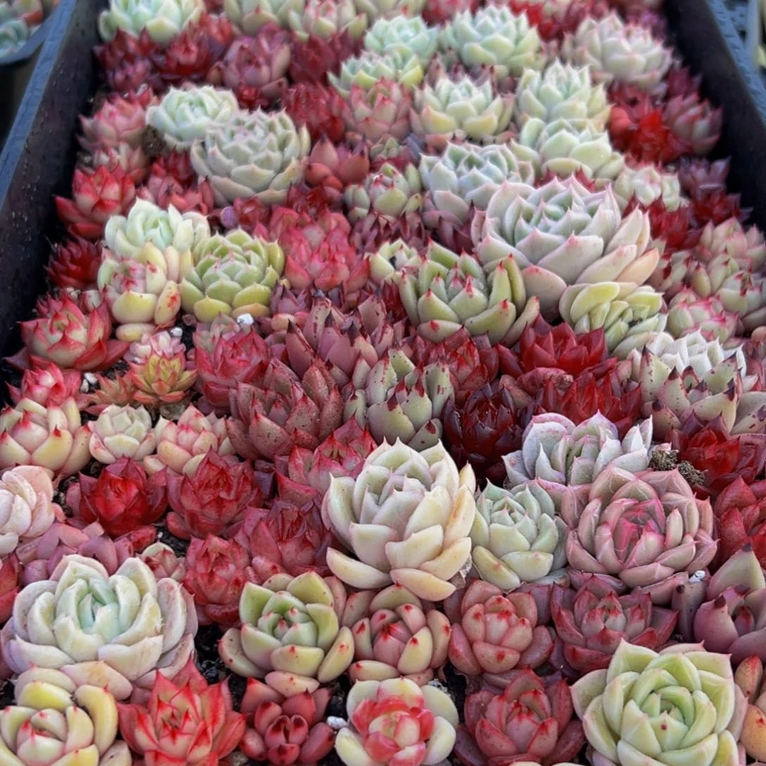 024多肉葡萄的味道是什么味道