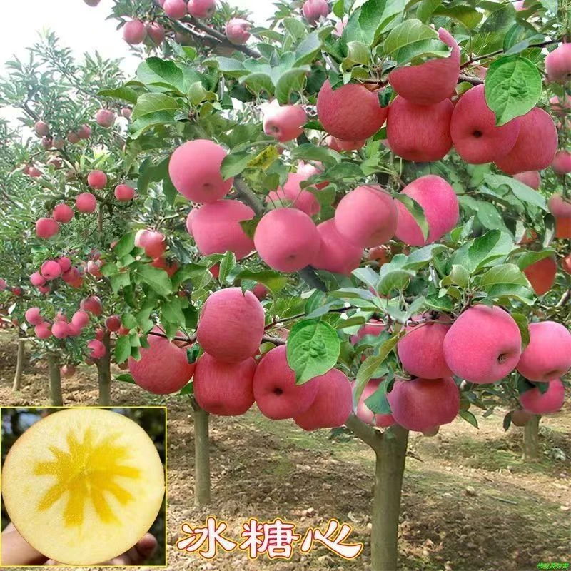 【苹果树苗】南北方耐寒耐旱苹果新鲜脆甜多汁皮薄爽口盆地栽室内外