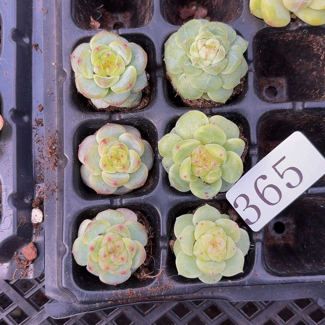 多肉植物多肉植物365