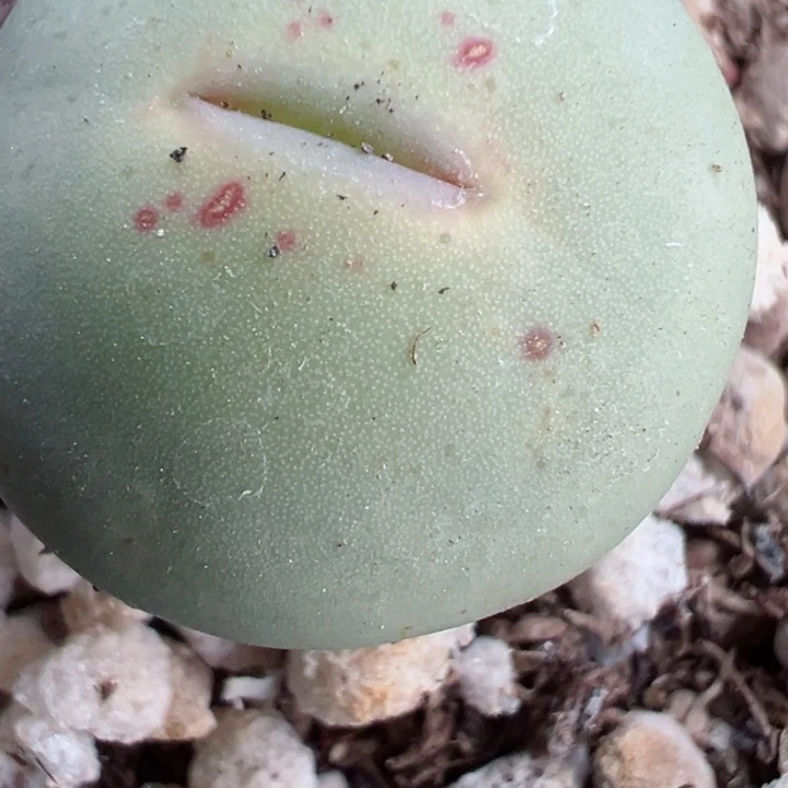 豪***?3颗大嘴11111111111111