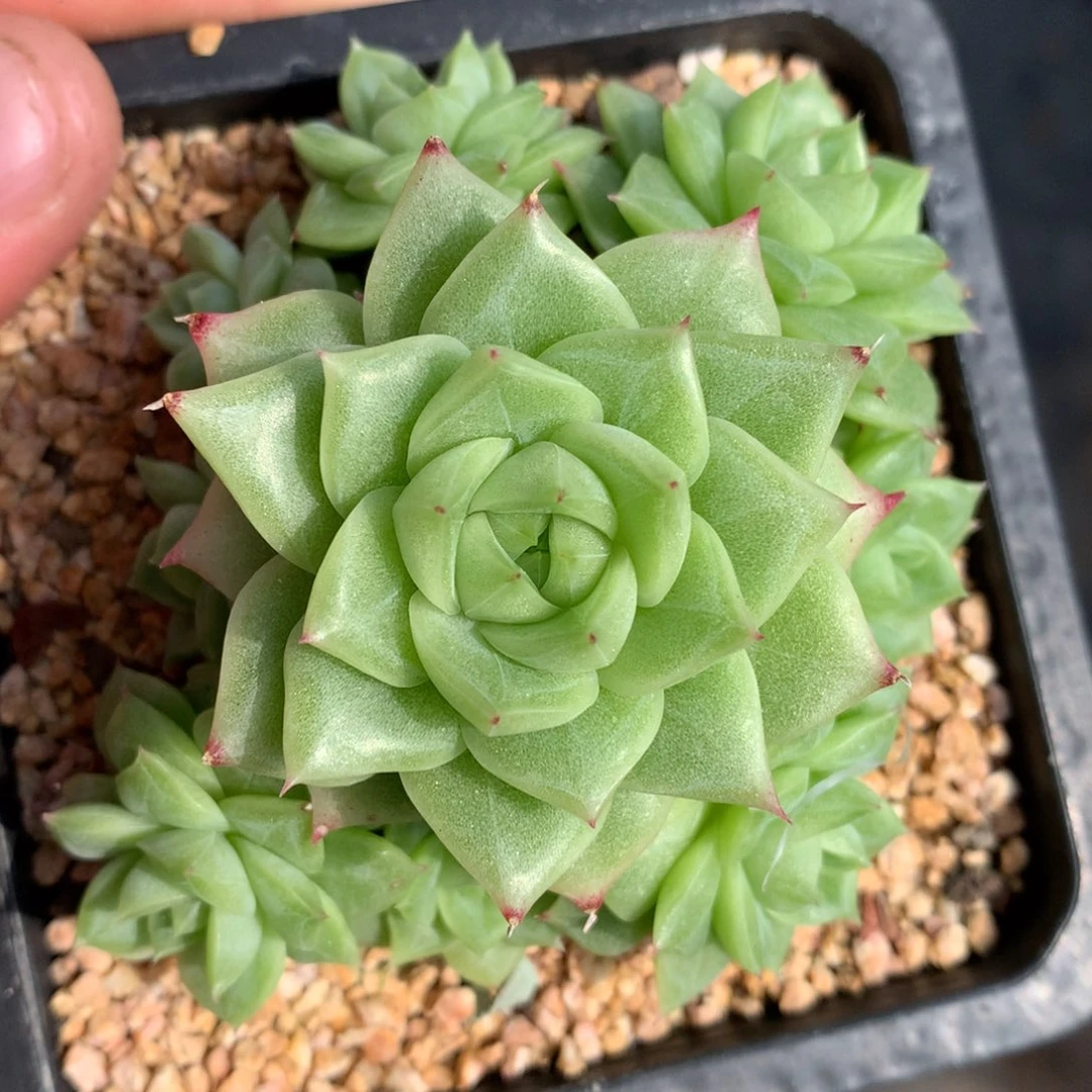 0827-05 麦杆优选