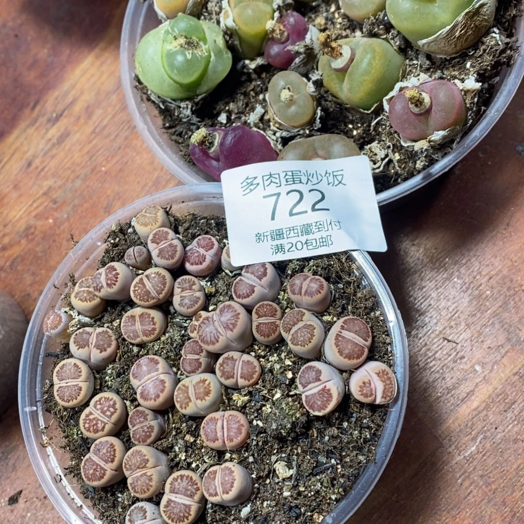 多肉蛋炒饭感谢您相伴722