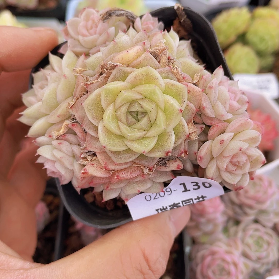 00000000000000130一物一拍