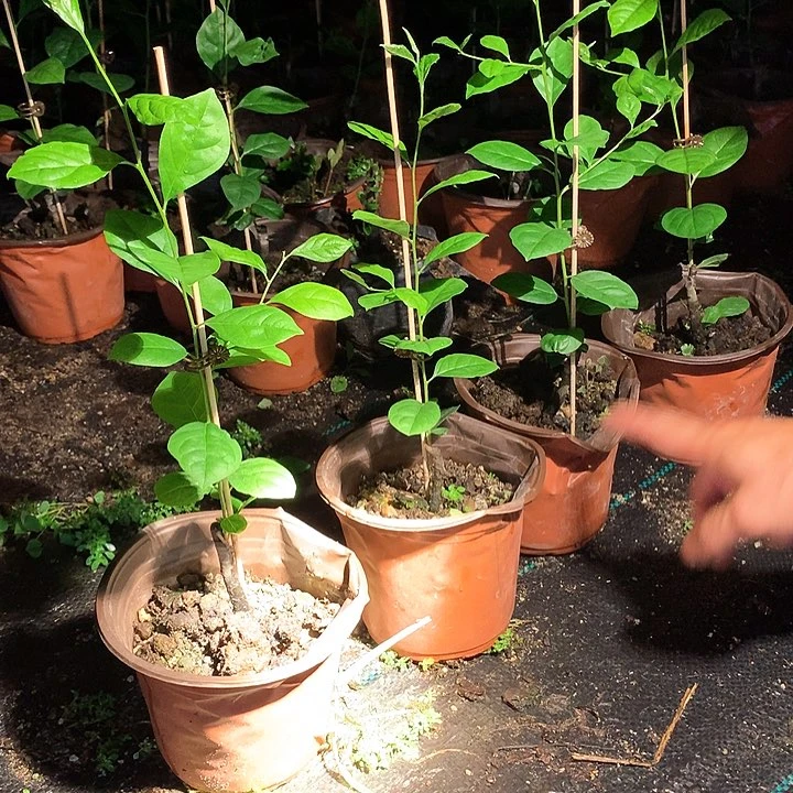 无花朵红灯嫁接苗49