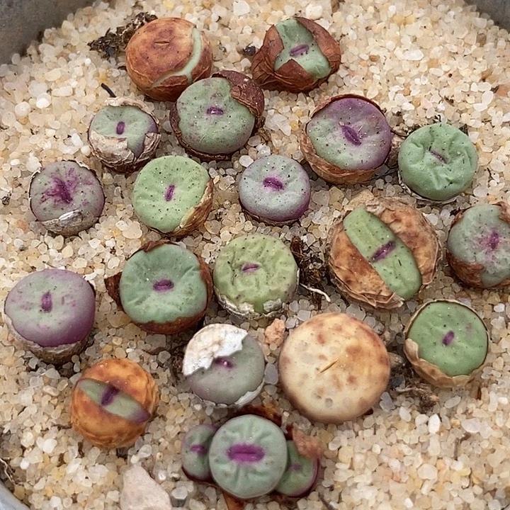 小红嘴1380b一组两颗