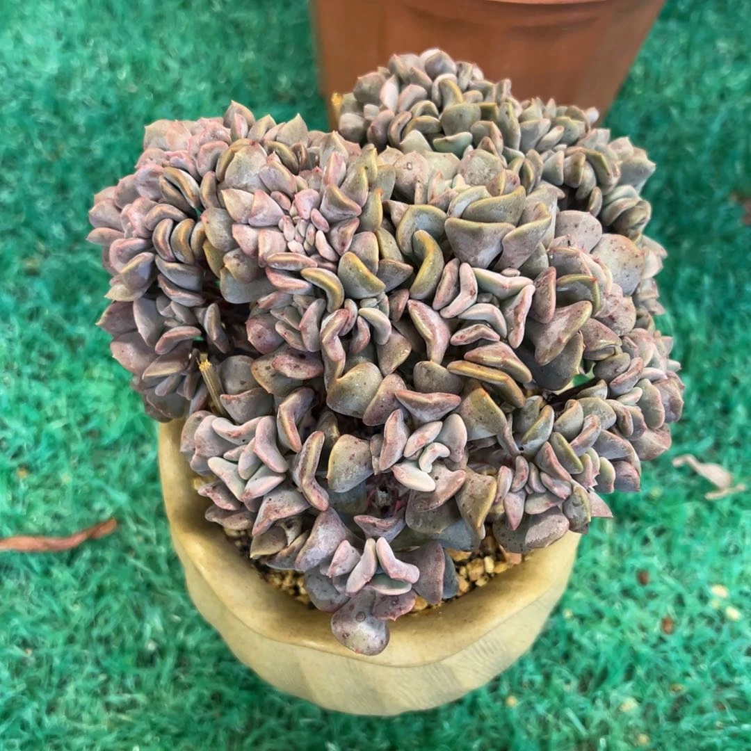 雪精灵缀化，，，，，，，，，，，，，，