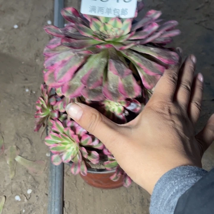 2349红铜的人多肉的