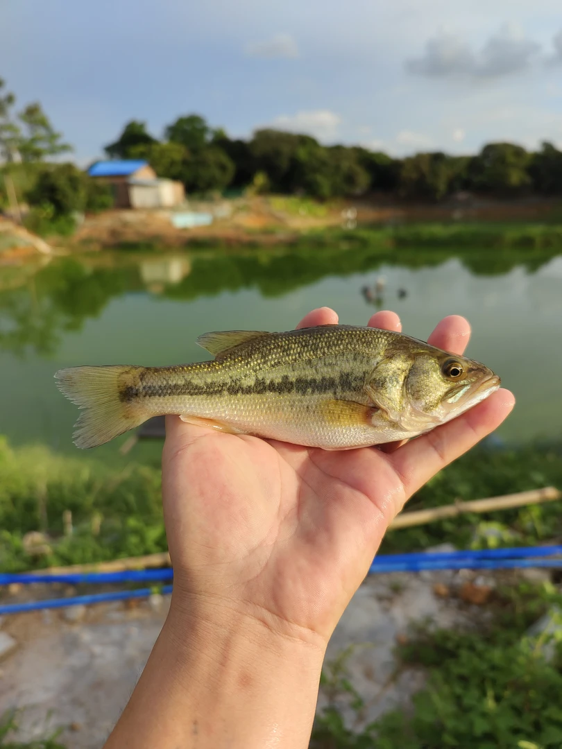 鲈鱼苗批发淡水养殖食用特大规格卢鱼苗鲈鱼苗大嘴鲈鱼苗活鱼