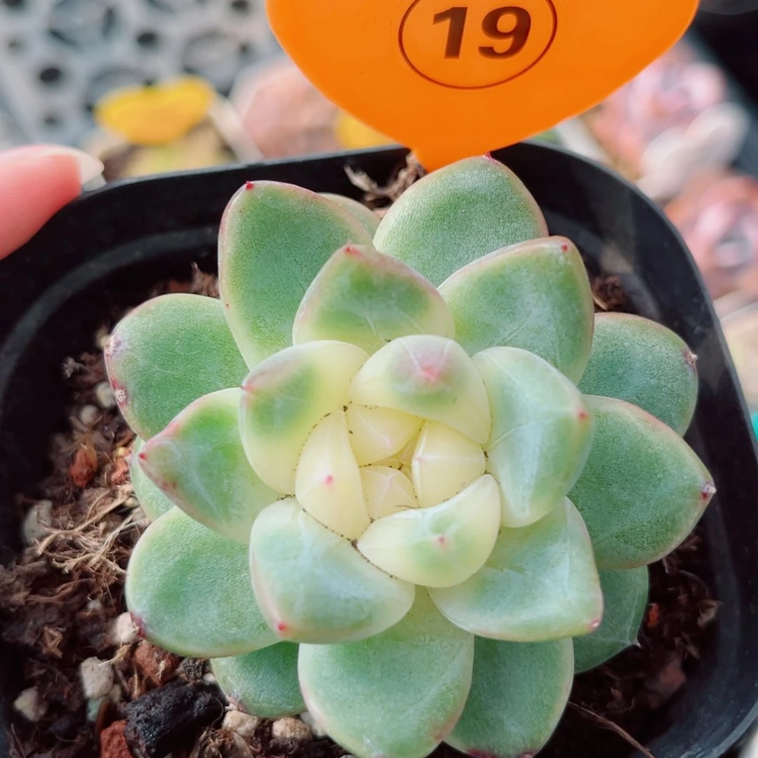 风靡园艺新品珍妮单头