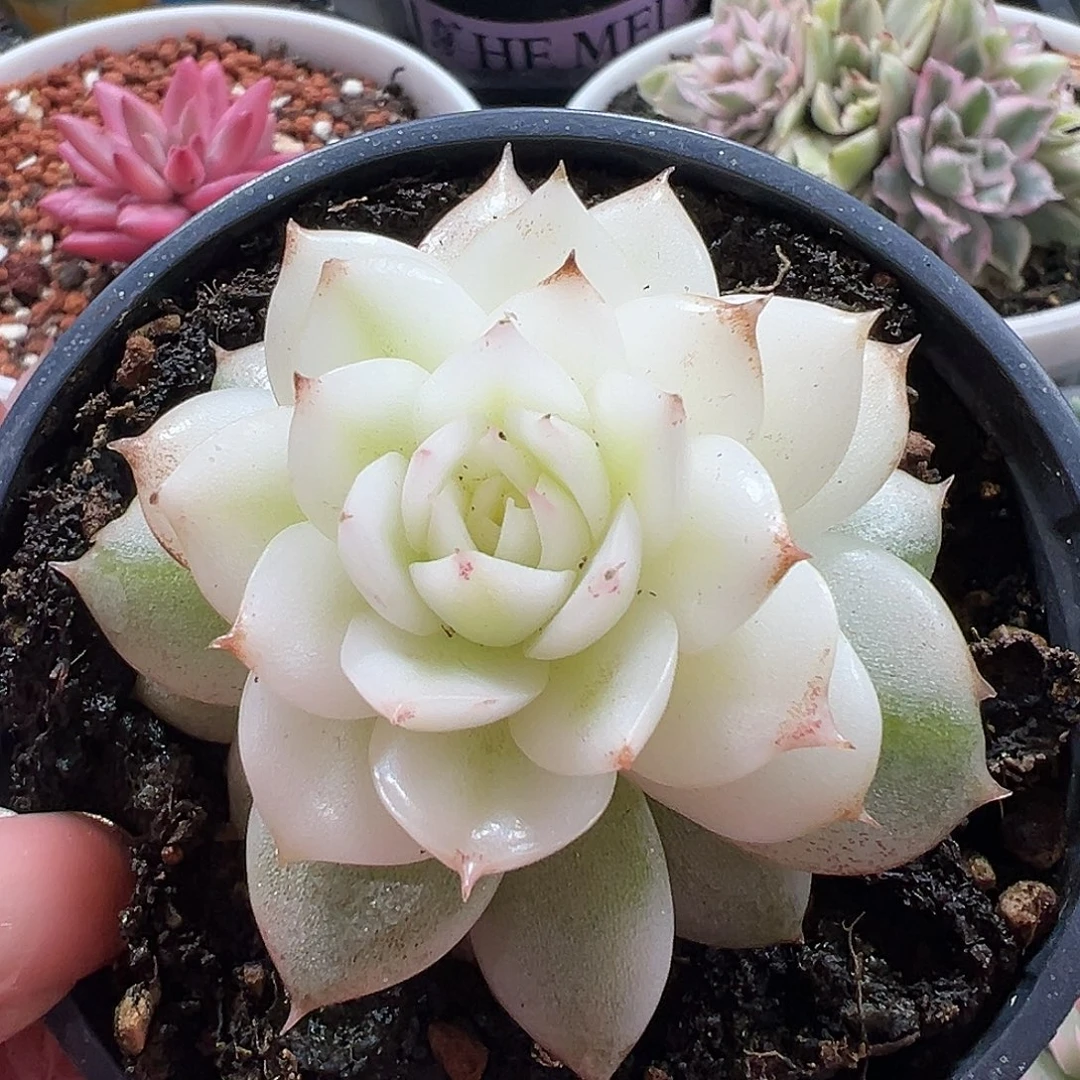 黑水晶宽锦多肉植物