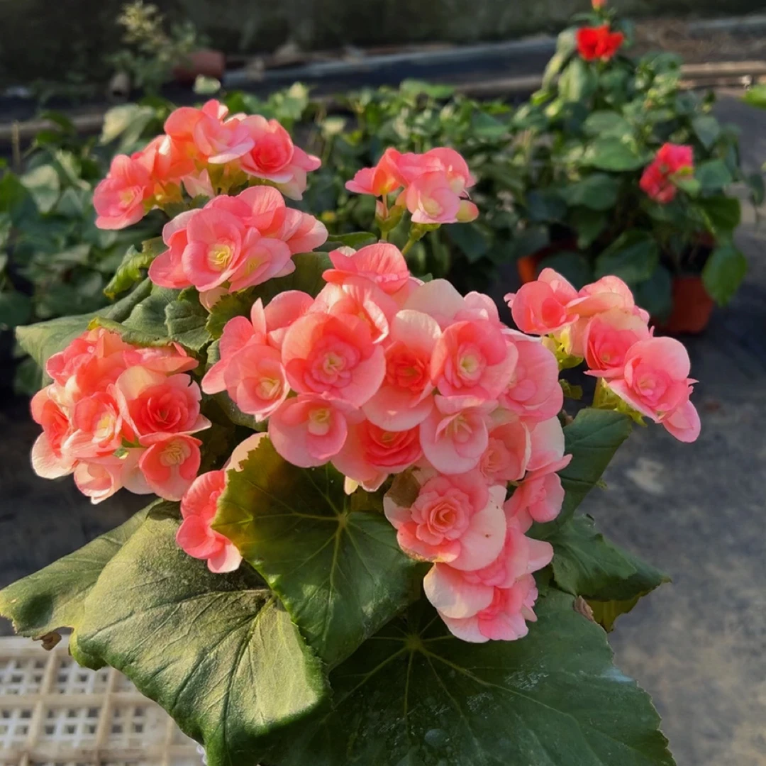 【浪漫水粉】丽格海棠多年生室内花卉保证到手鲜活