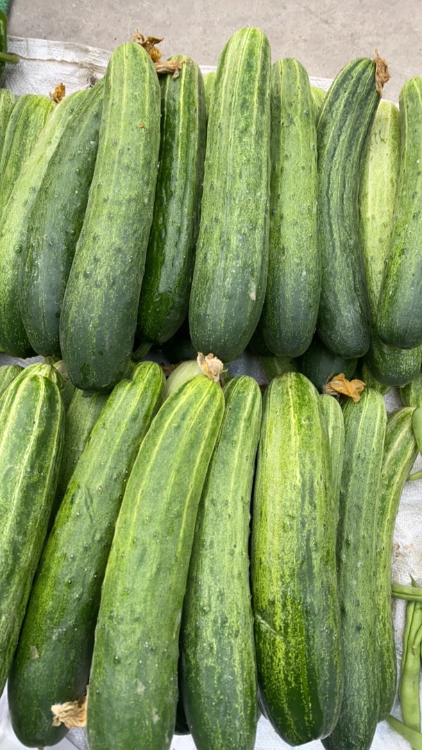 云南农家精选优质水果黄瓜菜黄瓜蔬菜