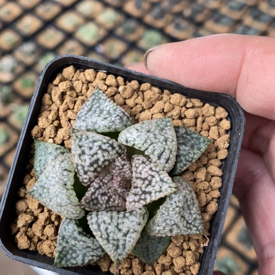 欢***豆541 一颗新粉福利。