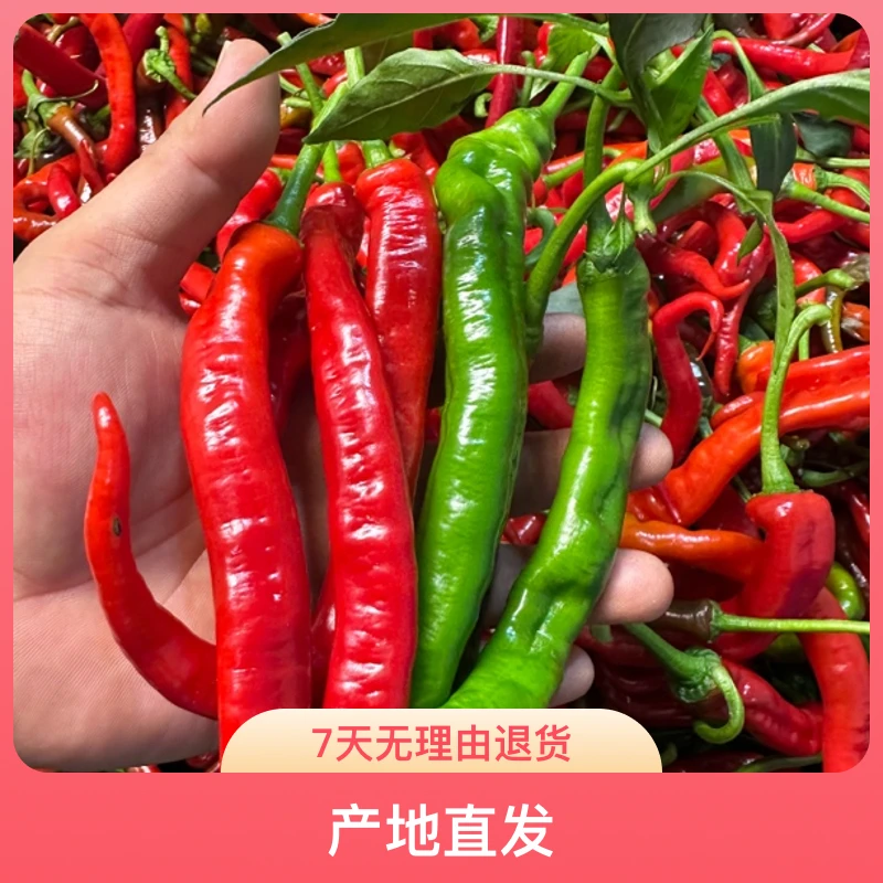 湖南新鲜薄皮辣椒产地直发香辣可口适合【青红混装】
