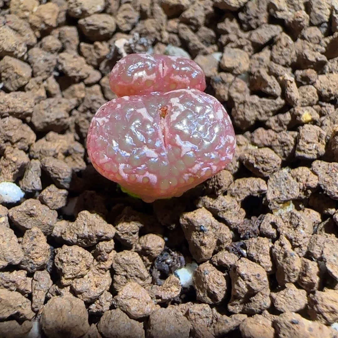 肉锥多肉植物组合-10km泡泡勋1422