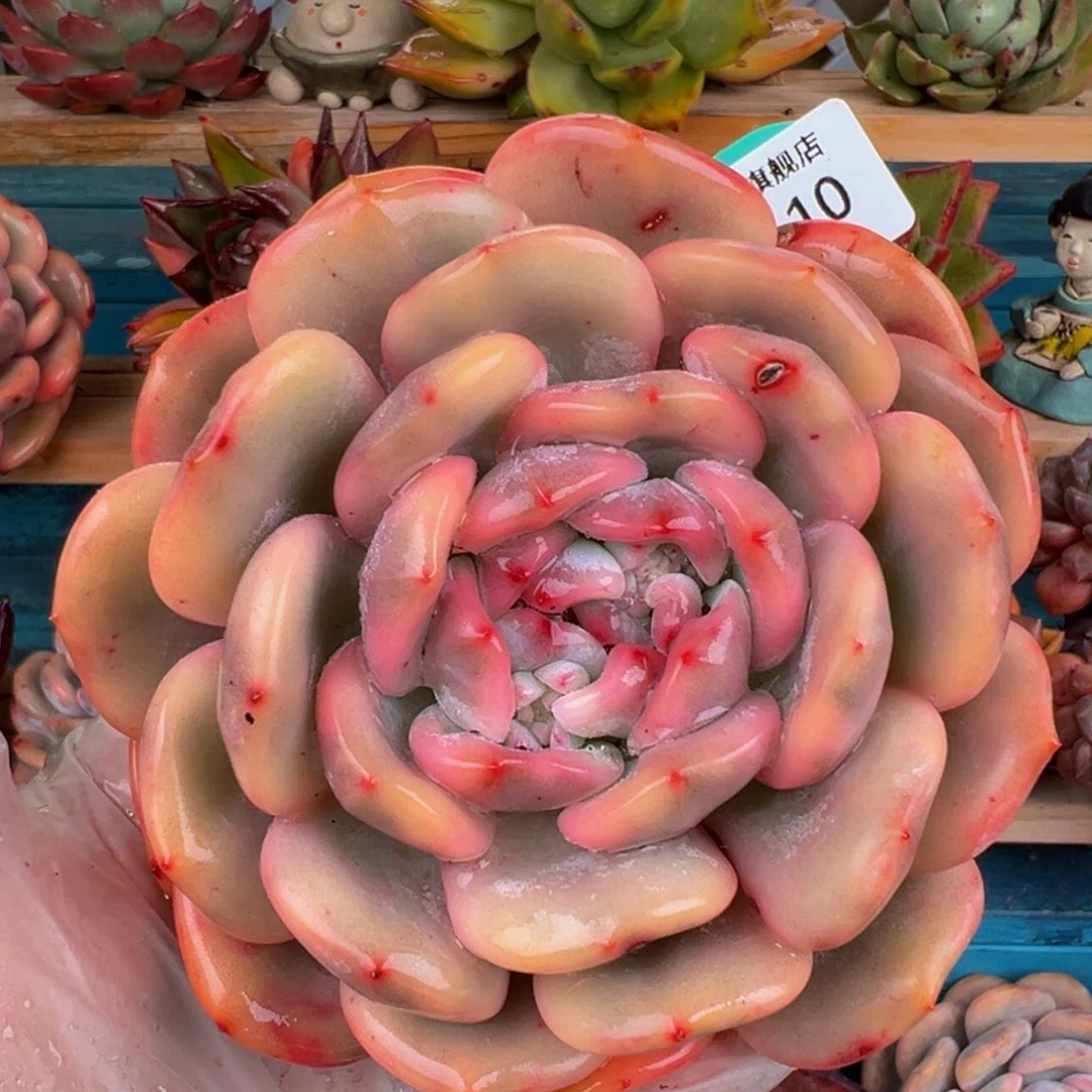 从前慢多肉精选编号0303.110